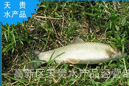 青龙棒鱼的垂钓周期是哪几个月