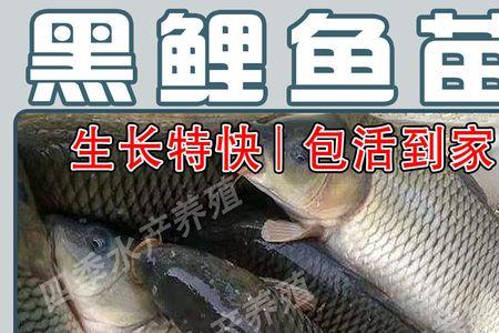 深水鲫鱼大还是浅水鲤鱼大