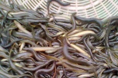 泥鳅繁殖技术全过程