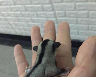 蜜袋鼯吃什么虫子好