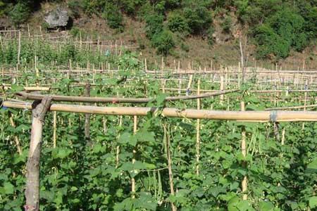 四季豆种植的成本和利润
