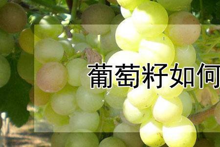 秋季葡萄籽怎么种植能发芽