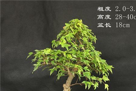 盆景枫树半死不活有什么方法救