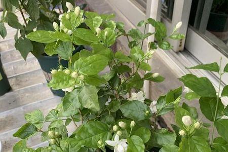 茉莉花花苞怎么保存