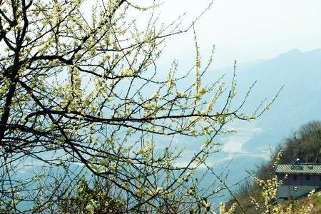赤壁五龙山的海拔