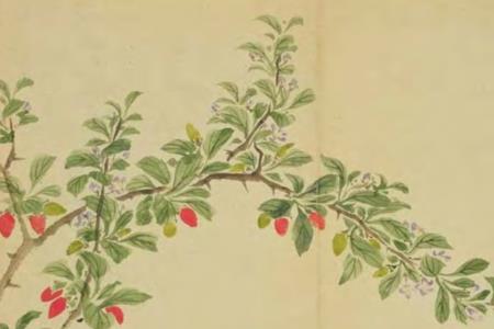 子木出自诗经哪里