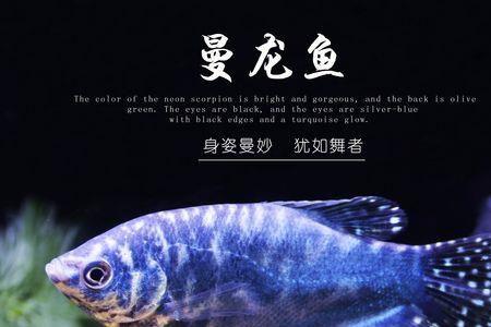 什么鱼吃蛋白虫还不吃小虾