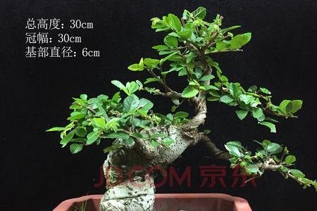 小叶榔榆盆景的寓意
