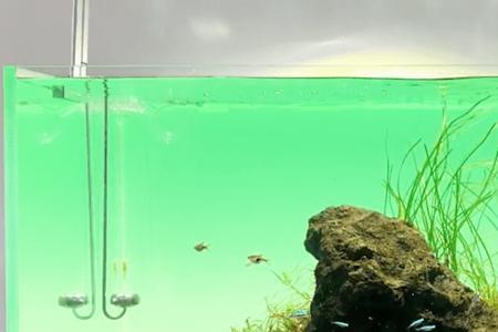 600厘米的水族箱怎么造景