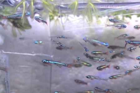 白云金丝鱼苗需要氧气吗