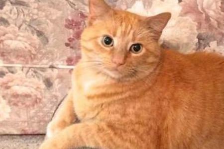 为什么橘猫怕人
