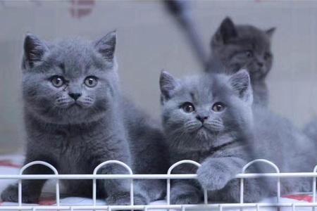 新手养成年蓝猫的十大忠告