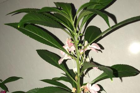 养凤仙花的土里能不能放水宝宝