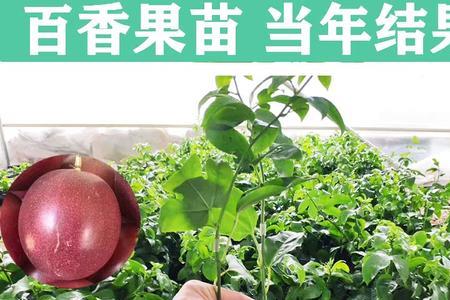 黄金百香果籽能发芽吗