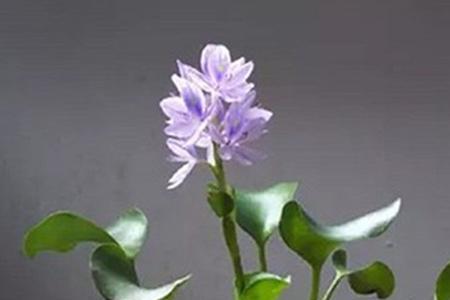 水芙蓉把根剪了能活吗