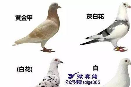 各个年份鸽环颜色