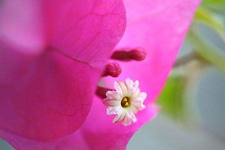 三角梅的花瓣多大