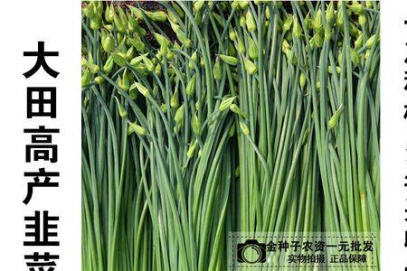 韭菜长韭苔后应该怎么办