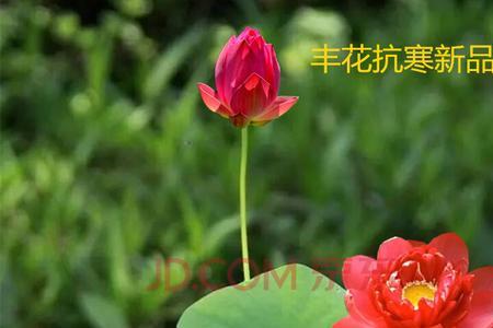 怎么种荷花种子的全过程