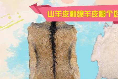 400多的绵羊皮是真的吗