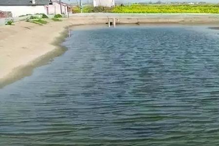 如果养鱼的池塘缺氧怎么办