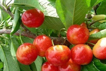 福臣大樱桃品种说明