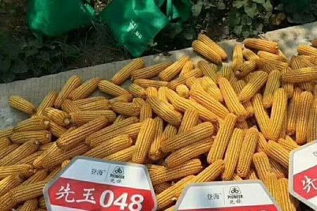 先玉1509玉米种子介绍