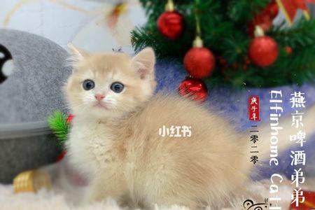 蓝金焦糖和紫金区别