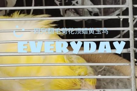 玉鸟繁殖最佳配方