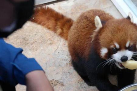 小熊猫是什么意思网络用语