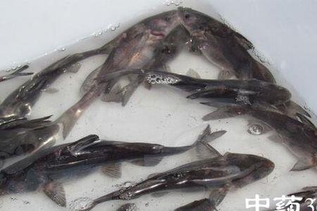 叉尾鮰鱼和海鲈鱼哪个好