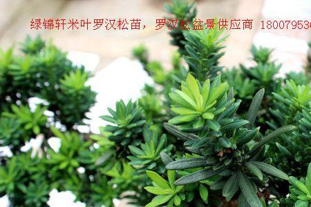 什么品种罗汉松长得最高