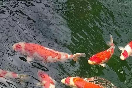 锦鲤气质什么意思