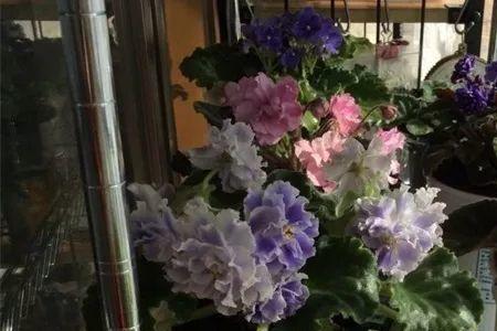 为什么矿泉水不能浇花