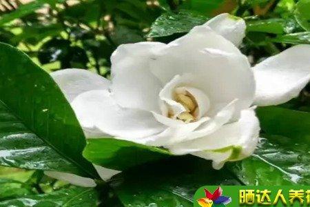 栀子花形容什么人