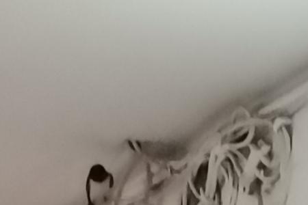 燕子来家门口几天就不来