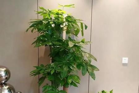 大招财树怎么养