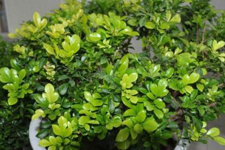 米兰花的养法和修剪方法