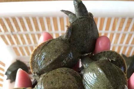 买多大的甲鱼苗最好养