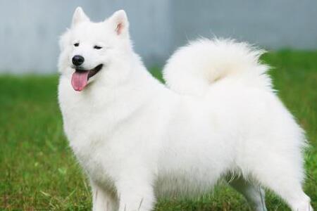 爱斯基摩犬取什么名字好听