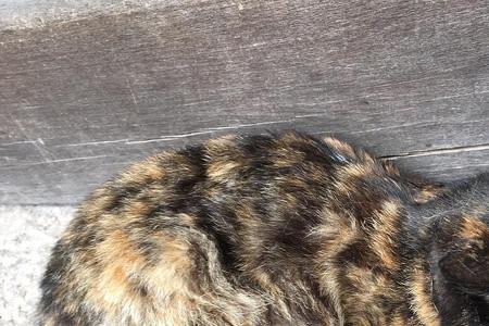 野猫有多少种