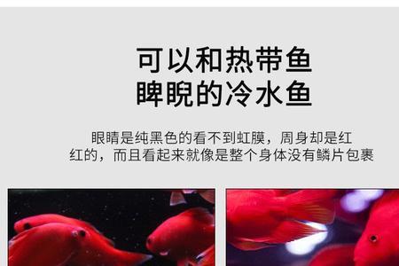 冷水鹦鹉鱼需要硝化细菌吗