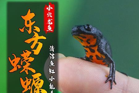 小火龙鱼可以干养吗