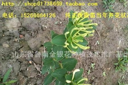 山东十大名贵药材