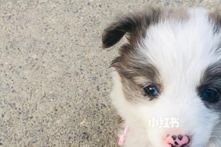 动物餐厅陨石边牧解锁条件