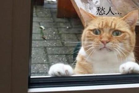 眼巴巴表情包怎么回复