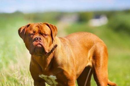 狗狗吃什么能凶猛