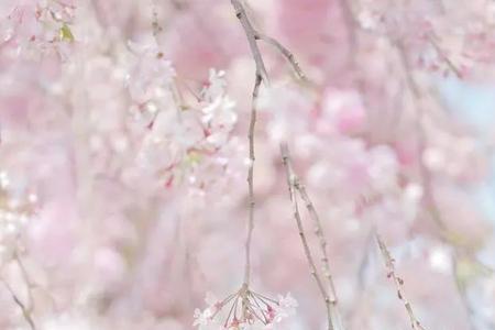 落花回头劝离殇的意思
