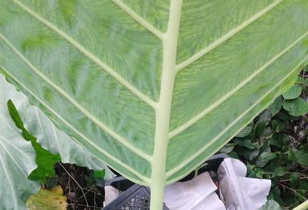 春芋和滴水观音是同一种植物吗