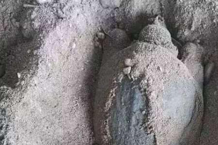 有甲鱼蛋的地方有甲鱼吗怎么抓